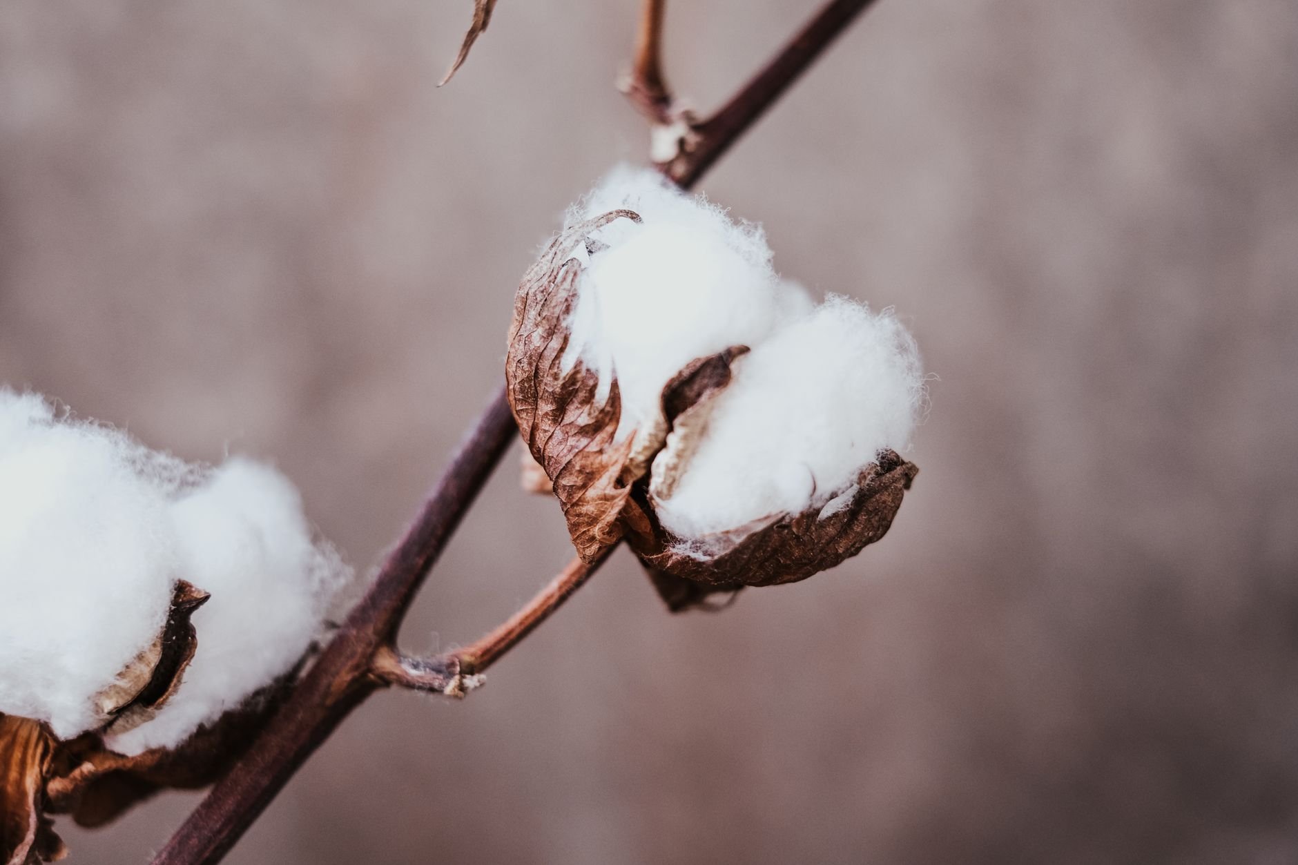 Close-up of a dried upland cotton plant